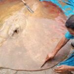 Warga Muratara Geger, Ikan Pari Jumbo Muncul di Sungai Rupit