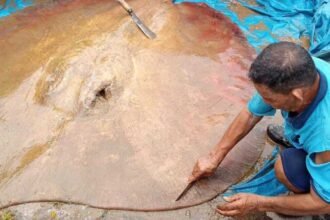 Warga Muratara Geger, Ikan Pari Jumbo Muncul di Sungai Rupit