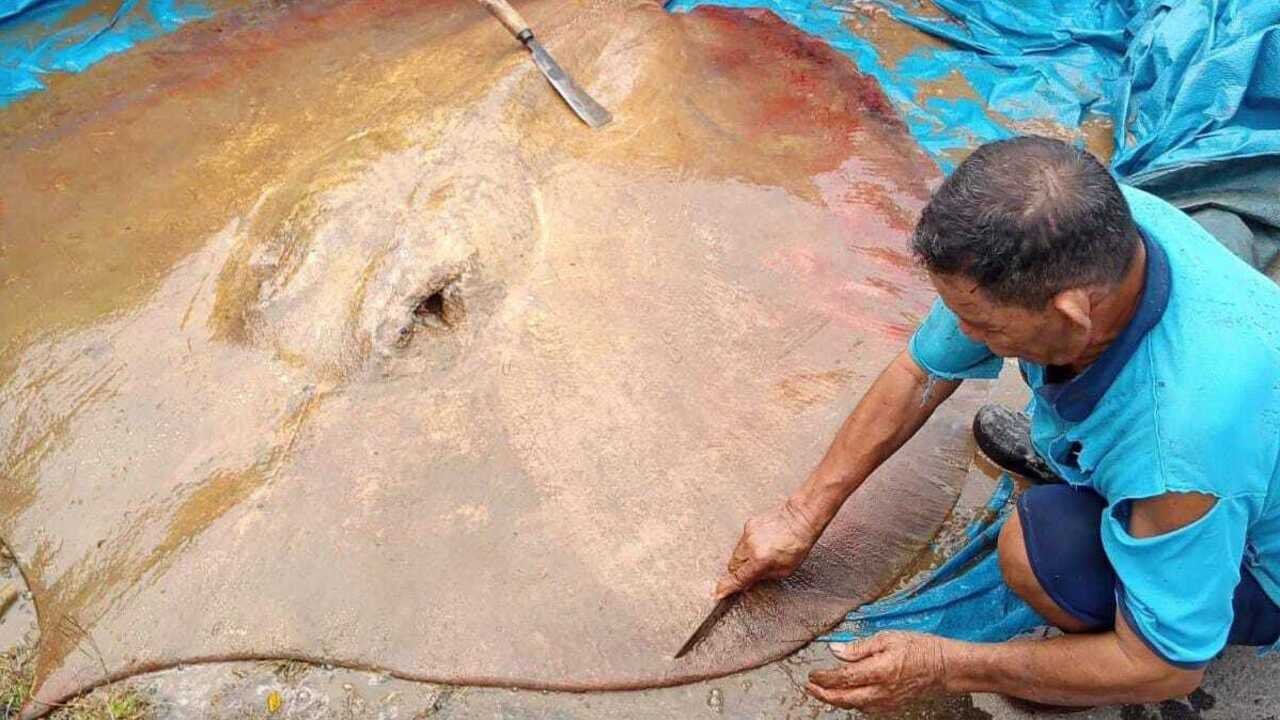 Warga Muratara Geger, Ikan Pari Jumbo Muncul di Sungai Rupit