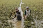 Banjir Ancam Hasil Panen,Petani Aceh Terpaksa Panen Dini