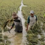 Banjir Ancam Hasil Panen,Petani Aceh Terpaksa Panen Dini