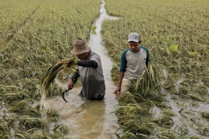 Banjir Ancam Hasil Panen,Petani Aceh Terpaksa Panen Dini