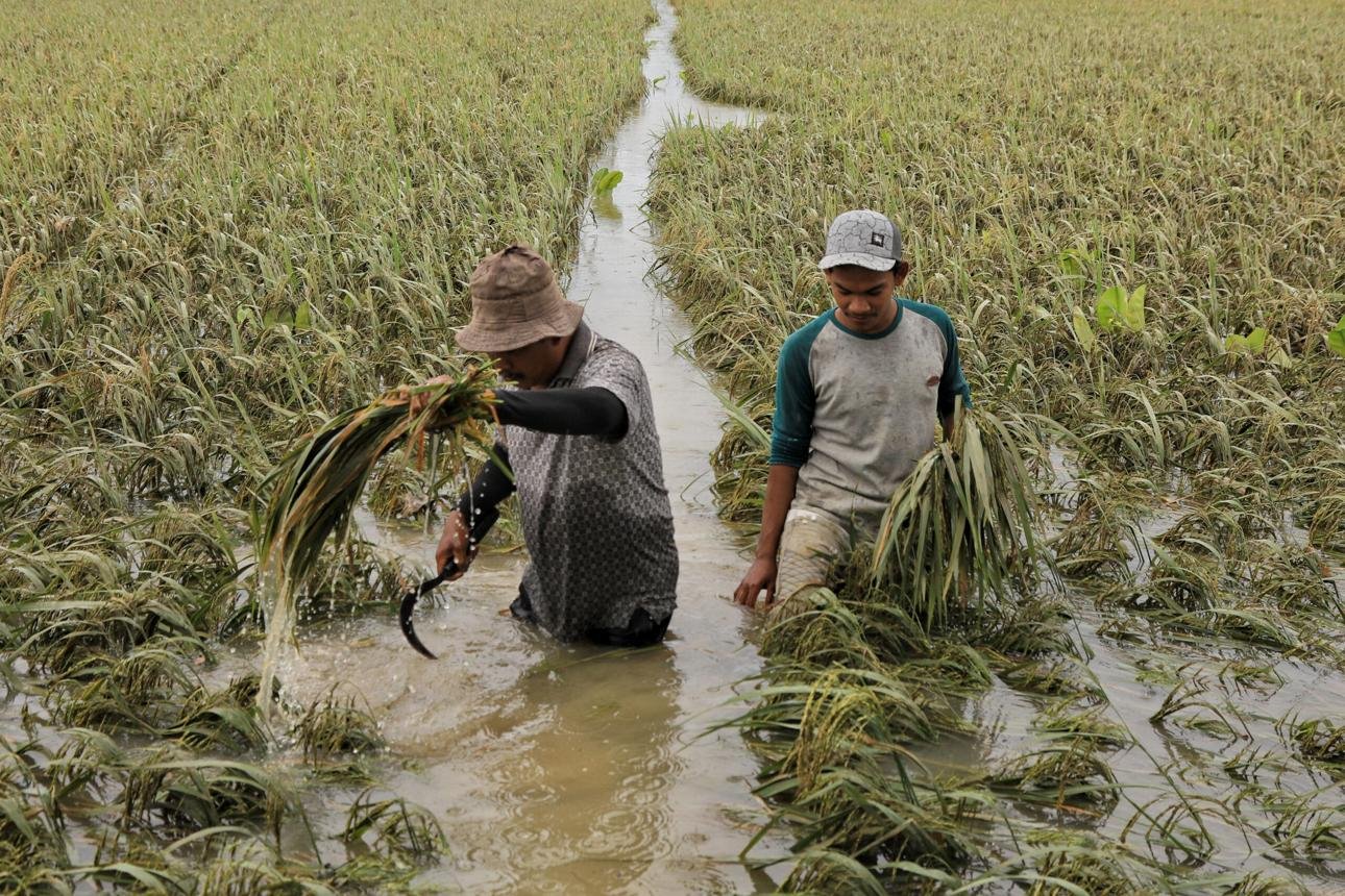 Banjir Ancam Hasil Panen,Petani Aceh Terpaksa Panen Dini