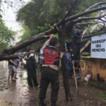 Hujan Deras Tumbangkan Pohon, di Lingkar Selatan Lubuklinggau