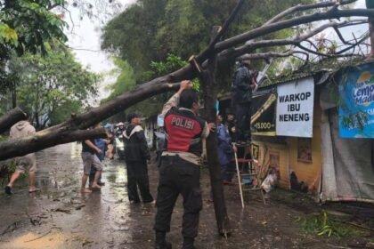 Hujan Deras Tumbangkan Pohon, di Lingkar Selatan Lubuklinggau