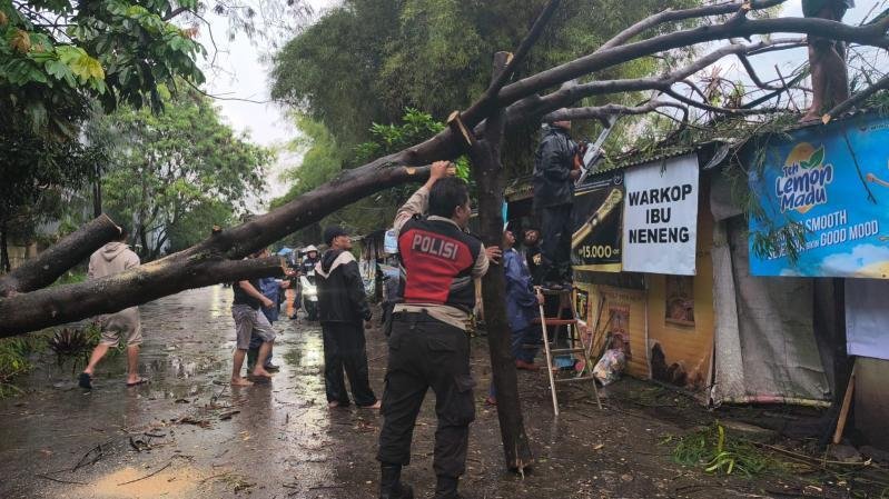 Hujan Deras Tumbangkan Pohon, di Lingkar Selatan Lubuklinggau